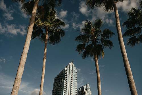 high rise green palm trees near high rise buildings during daytime building